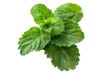 A bunch of fresh green mint leaves isolated on a white background.