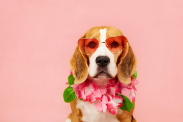 Portrait of a beagle dog wearing sunglasses and a hawaiian flower necklace on a pink isolated...