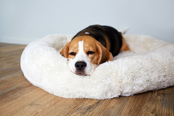 Beagle dog is lying on the dog bed. 