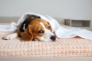 A beagle dog is lying on the bed under a blanket. A cozy homely atmosphere.