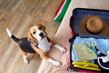 Beagle dog is in the bedroom by the bed with a suitcase with things for a summer vacation. The...