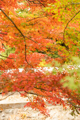 Vibrant autumn leaves in shades of red, orange and yellow on tree branches capturing the essence of fall garden