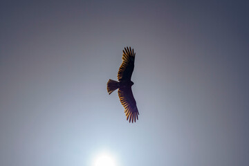 羽を広げて大空を飛んでいるとびのシルエット