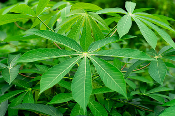 Green Cassava Leaves. Cassava Leaves Background