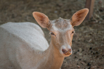 The European deer lies and poses for the camera. Portrait of a deer.
