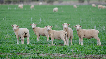 Lambs grazing in a lush green field.