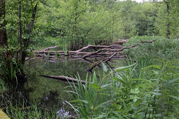 Old Rhine in the Palatinate
