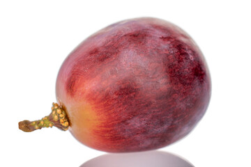 One juicy grape berry, macro, isolated on white background.