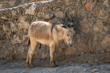 Fototapeta premium A lonely domestic donkey stands against the wall on a sunny day.