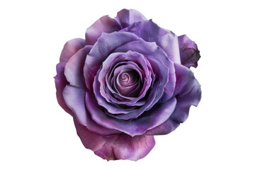 Purple rose flower isolated on transparent background