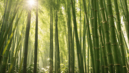 a dense grove of tall, green bamboo stalks with sunlight filtering