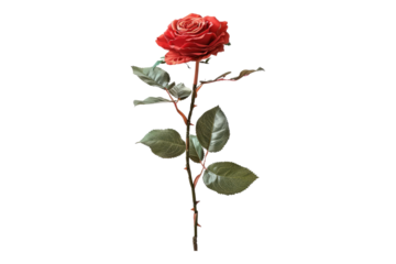 Red rose with stem isolated on transparent background