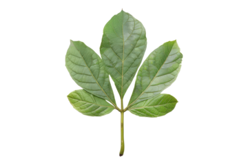Sassafras leaves isolated on transparent background