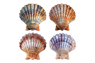 Set of colorful scallop shell isolated on transparent background