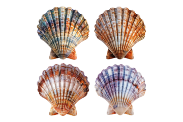 Set of colorful scallop shell isolated on transparent background