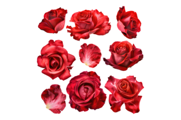 Set of red rose flower petals isolated on transparent background
