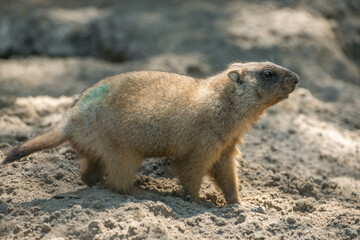 Baibak or common (steppe) marmot. Close-up photo.