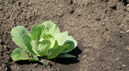 Green Cabbage Plant in Garden Soil