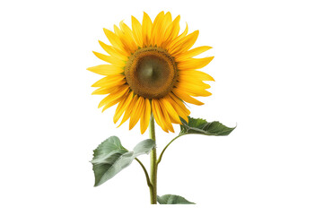 Obraz premium Sunflower isolated on transparent background
