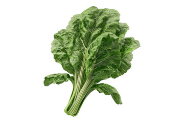 Swiss chard crop shine isolated on transparent background