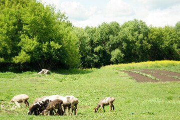 Obraz premium Sheep Grazing in a Field