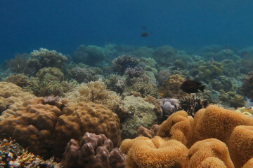 Colorful reef, abundance of hard and soft coral in underwater world of tropical seas of Wakatobi national Park in Indonesia