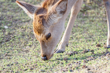 草を食べる鹿