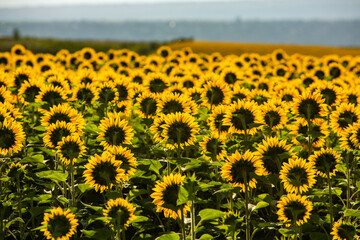 Obraz premium A beautiful field of sunflowers in the sunrise light. Agricultural life in the Republic of Moldova