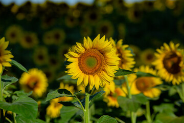 A beautiful field of sunflowers in the sunrise light. Agricultural life in the Republic of Moldova