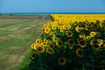 Fototapeta premium A beautiful field of sunflowers in the sunrise light. Agricultural life in the Republic of Moldova