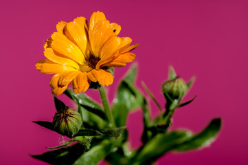 Orange Calendula officinalis on a pink background