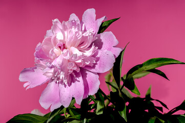 Blooming pink peony on a pink background