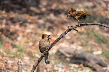 Striated laughingthrush birds perched on a branch with use of selective focus