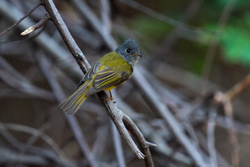 Grey-headed canary-flycatcher bird perched on a branch 