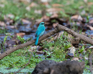 Verditer flycatcher bird perched on a branch with use of selective focus 