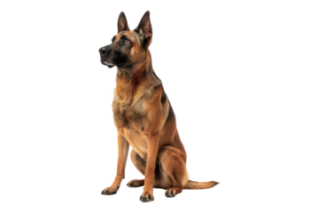 Belgian dog isolated on transparent background