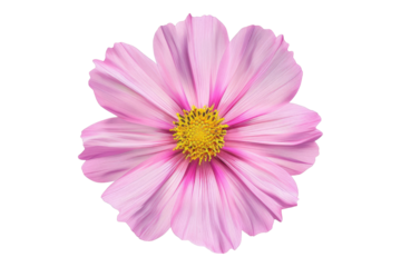 Cosmos flower isolated on transparent background