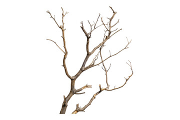 Obraz premium Dry branches isolated on transparent background