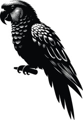 Parrot on a pole, Silhouette isolated on vector illustration. Parrot icon, vector, logo.