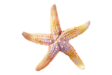 Pastel starfish isolated on transparent background