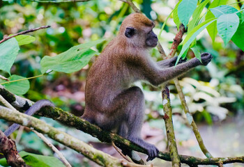 A long-tailed macaque sitting amidst lush greenery in MacRitchie Reservoir, Singapore