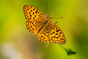 Obraz premium Feuriger Perlmuttfalter ( Fabriciana adippe ) 