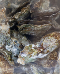 Oysters in an aquarium at the market. Close-up