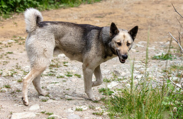 Portrait of a wild dog in the park