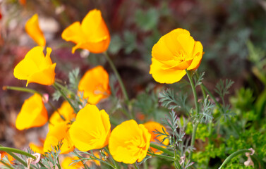 Obraz premium Small yellow flowers in the park