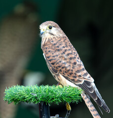 Portrait of a falcon in nature