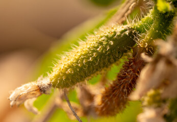 Cucumber fruit on a plant in nature