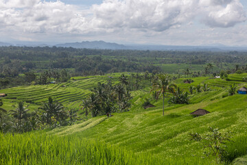 Fototapeta premium Endless multi-level Jatiluwih Rice Terraces: lush green meadows, tropical greenery, palm forest, rustic Asian landscape