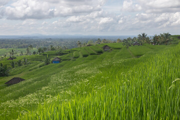 Endless multi-level Jatiluwih Rice Terraces: lush green meadows, tropical greenery, palm forest, rustic Asian landscape