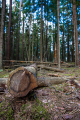 a felled tree in the forest